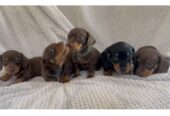 Mini dachshund puppies