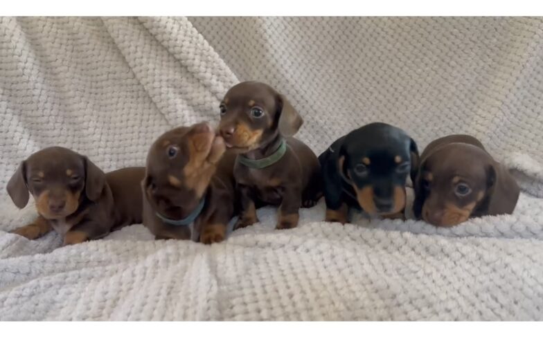 Mini dachshund puppies