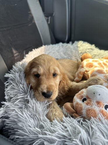 Pure Bred Cocker Spaniel