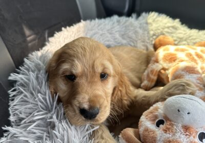 Pure Bred Cocker Spaniel