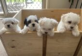 4 Maltese puppies