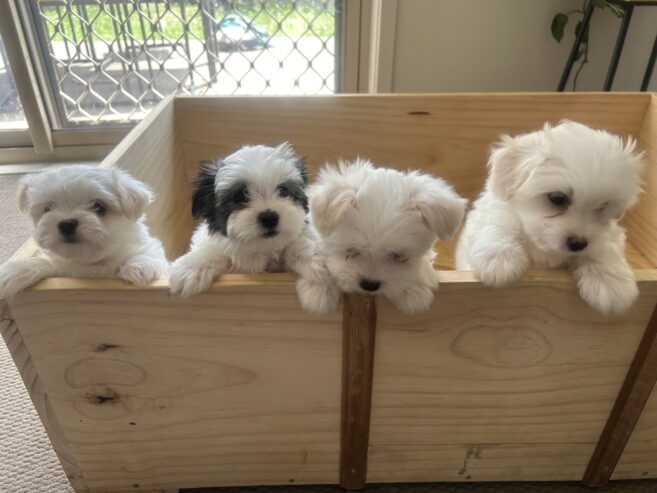 4 Maltese puppies