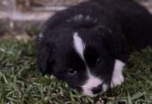 Border collie puppies