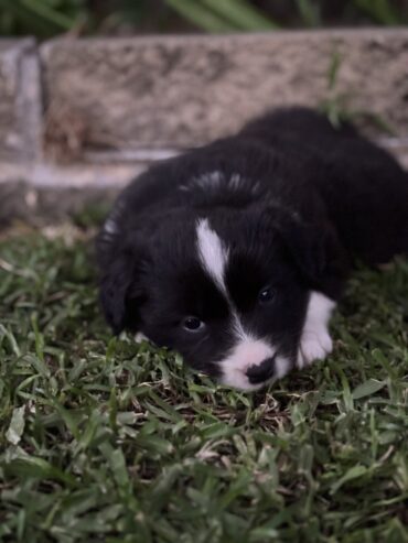 Border collie puppies