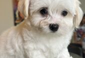 4 Maltese puppies