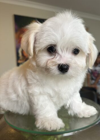 4 Maltese puppies