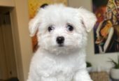 4 Maltese puppies