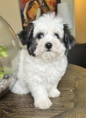 4 Maltese puppies