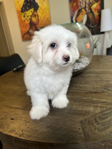 4 Maltese puppies