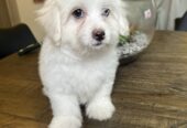 4 Maltese puppies