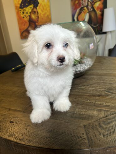 4 Maltese puppies