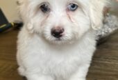 4 Maltese puppies