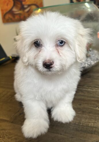 4 Maltese puppies