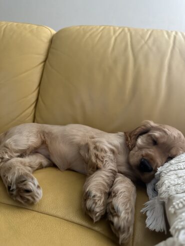 Pure Bred Cocker Spaniel