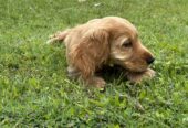 Pure Bred Cocker Spaniel