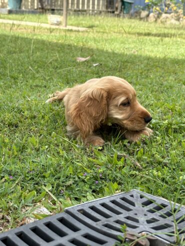 Pure Bred Cocker Spaniel