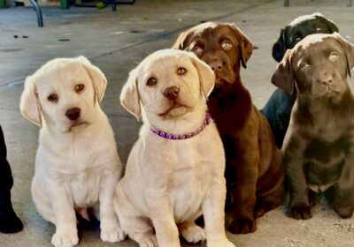 Purebred Labrador Puppies