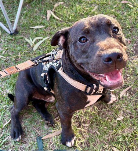 8 month old Male Staffy