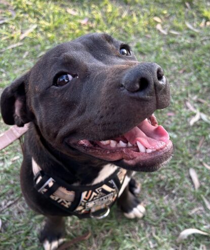 8 month old Male Staffy