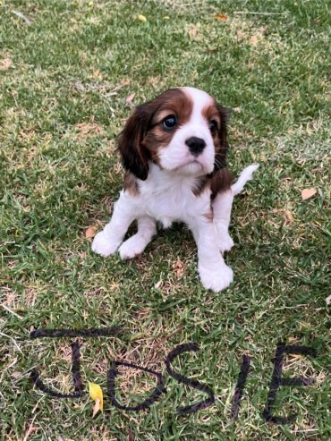 King Charles Cavalier for sale