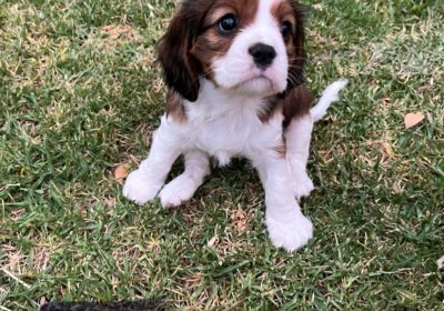 King Charles Cavalier for sale