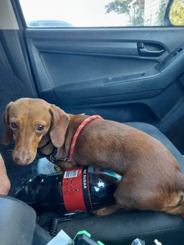 Minature Dachshunds