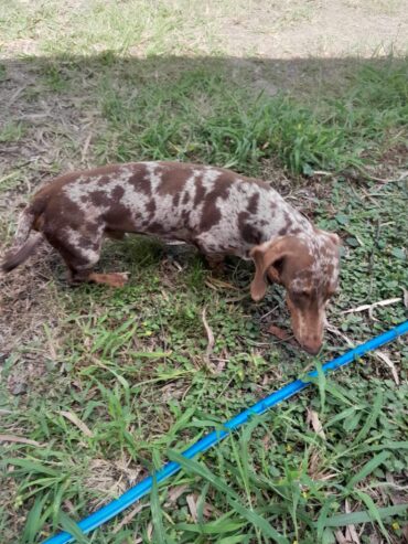 Minature Dachshunds