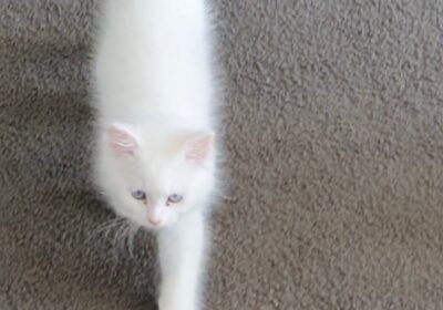 Persian Ragdoll Male 3 mt