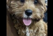 Toy cavoodle puppy