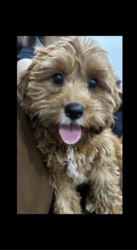 Toy cavoodle puppy