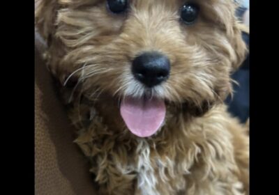 Toy cavoodle puppy