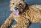 Toy cavoodle puppy