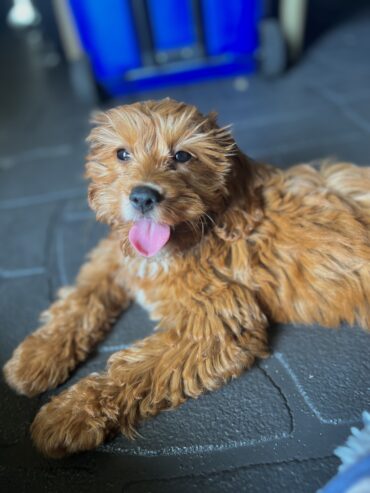 Toy cavoodle puppy